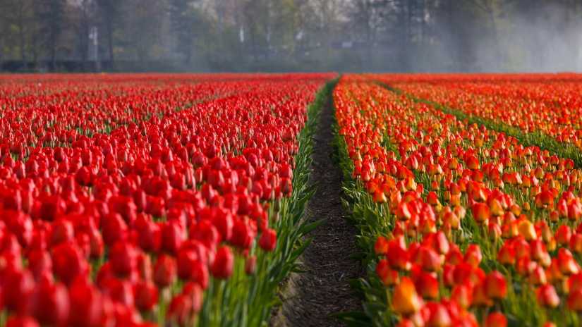 Mattie & Marieke gaat tulpen verspreiden door het land
